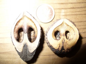 noix noyer noir (jugland nigra)-a